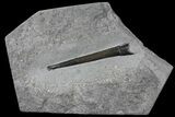 Fossil Belemnite (Youngibelus) - Germany #106353-1